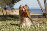 YORKSHIRE TERRIER 363